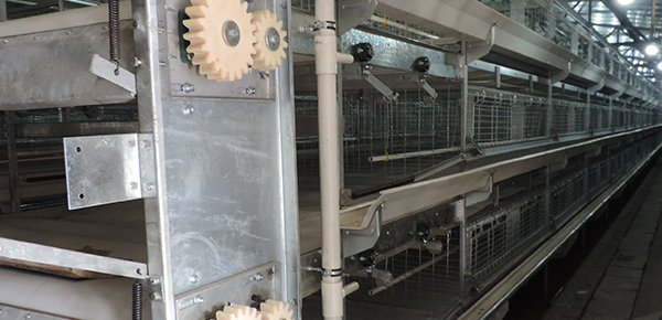 夏季規(guī)?；B(yǎng)雞舍通風(fēng)的模式探討